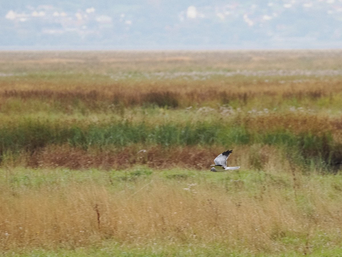 Hen Harrier - ML625011341