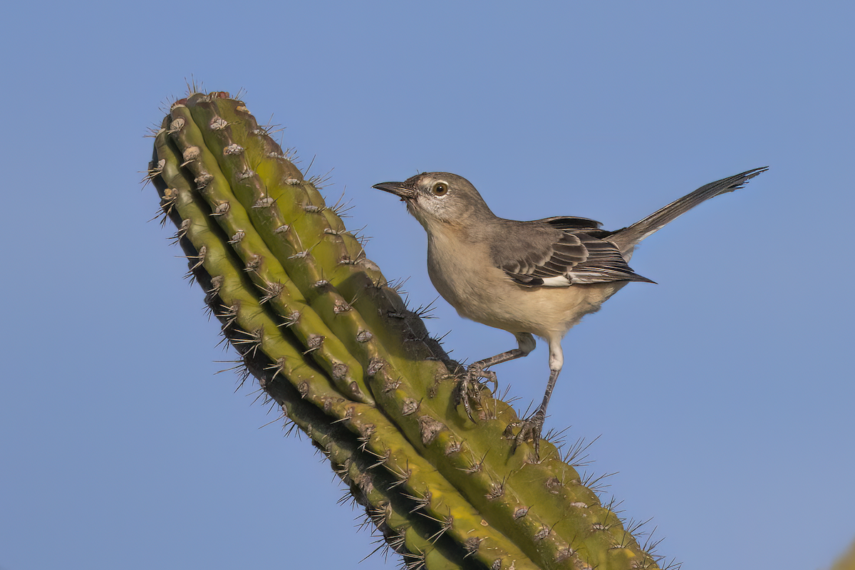 Northern Mockingbird - ML625011343