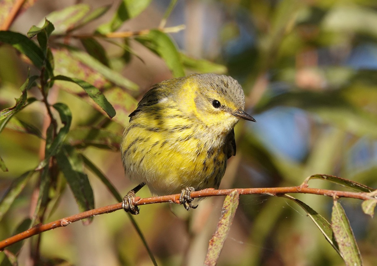 Cape May Warbler - ML625011365