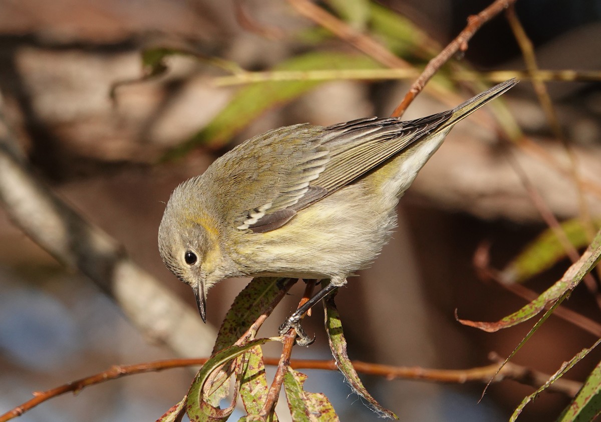 Cape May Warbler - ML625011381