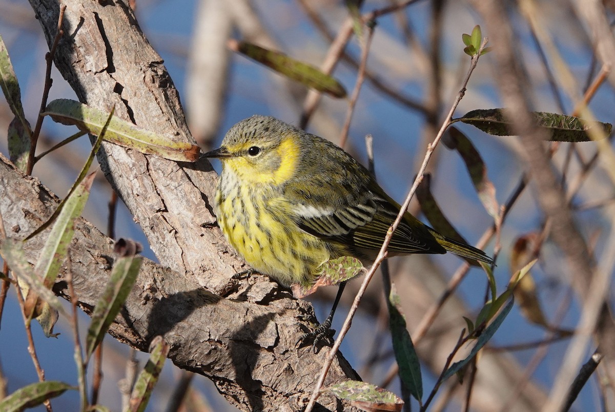 Cape May Warbler - ML625011408