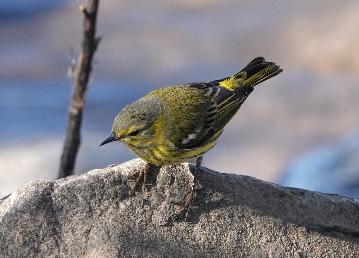 Cape May Warbler - ML625011427