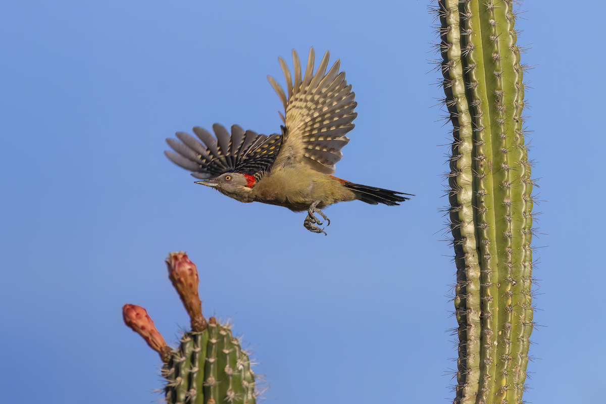 Hispaniolan Woodpecker - ML625011535