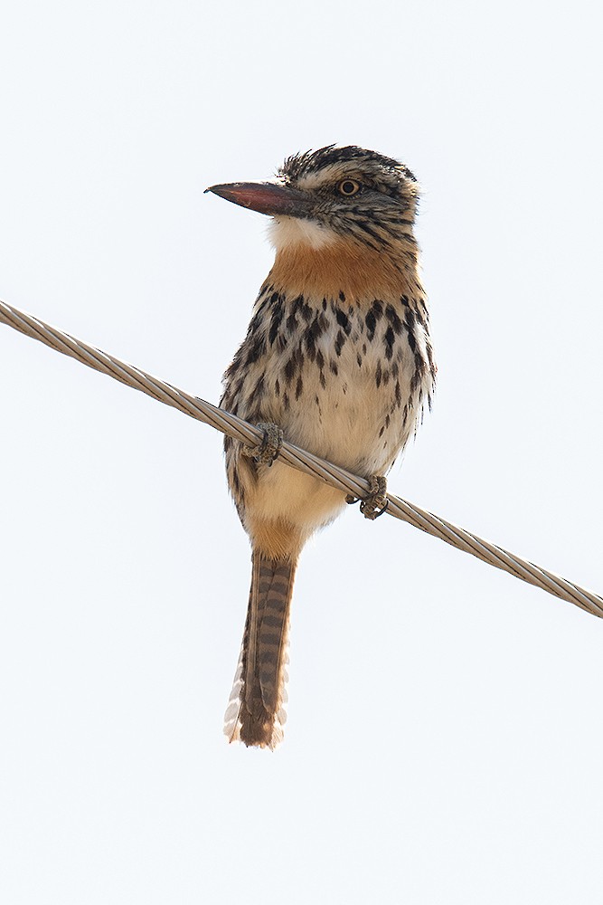 Spot-backed Puffbird - ML625011545