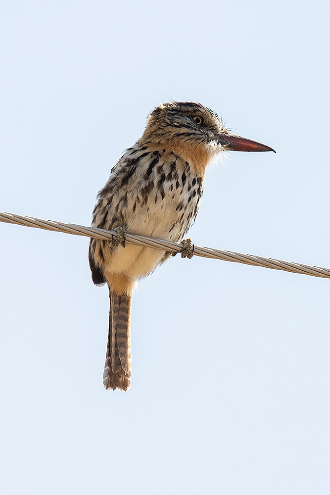 Spot-backed Puffbird - ML625011546