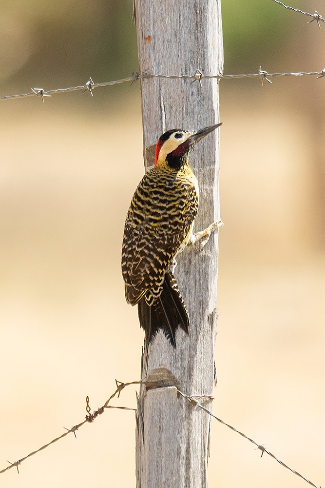 Green-barred Woodpecker - ML625011584