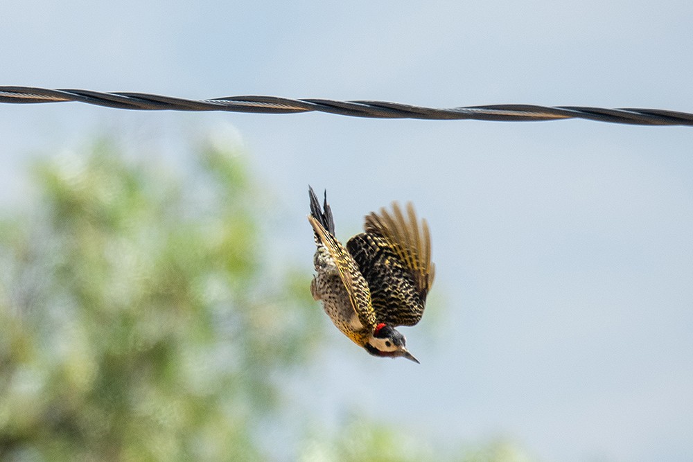 Green-barred Woodpecker - ML625011589