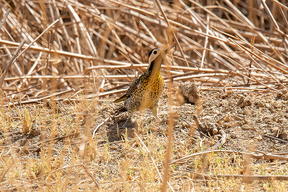 Green-barred Woodpecker - ML625011590