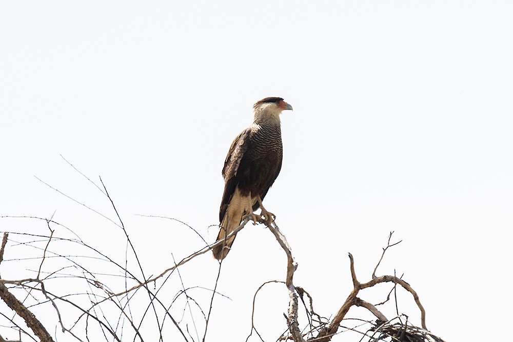 Crested Caracara - ML625011600