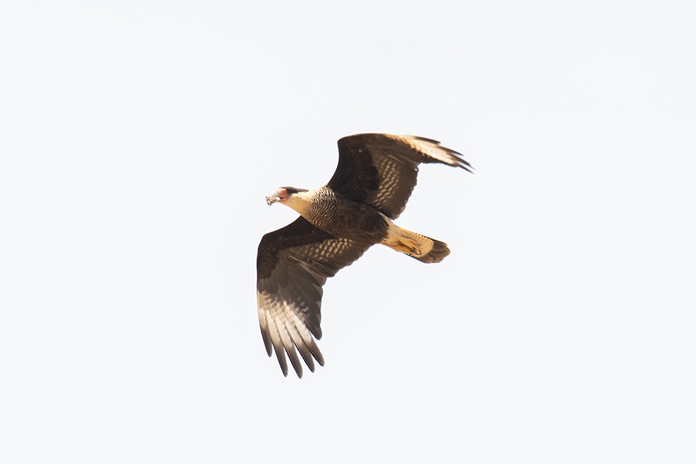 Crested Caracara - ML625011604