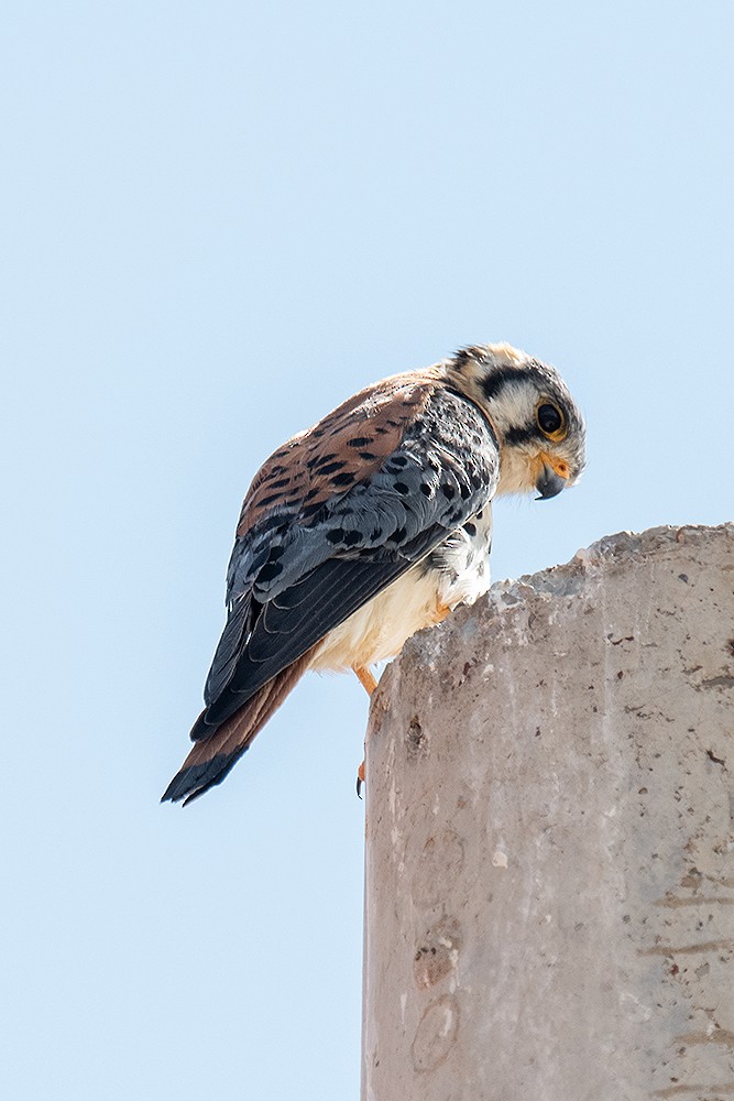 American Kestrel - ML625011613