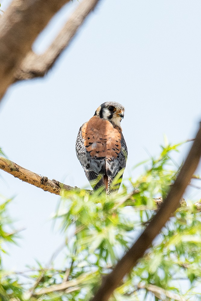 American Kestrel - ML625011627