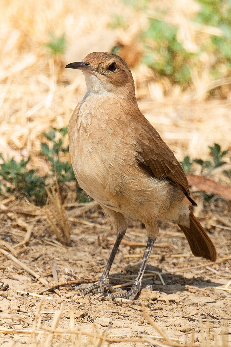 Rufous Hornero - ML625011643