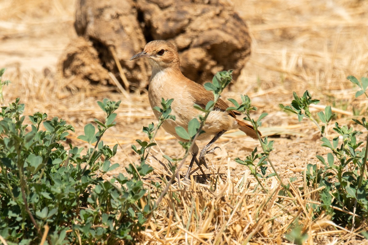 Rufous Hornero - ML625011649