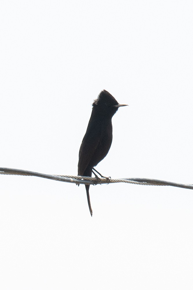 White-winged Black-Tyrant - ML625011695