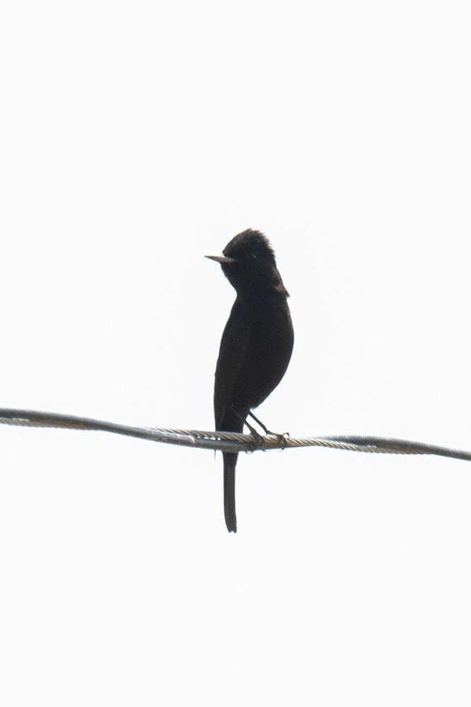 White-winged Black-Tyrant - ML625011696