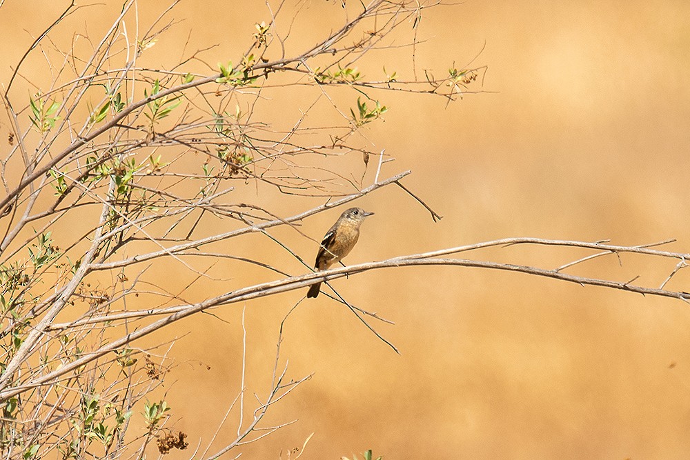 White-winged Black-Tyrant - ML625011702