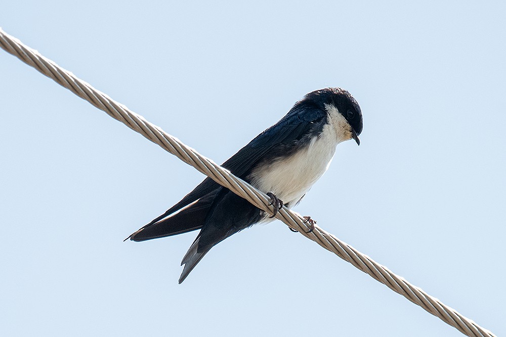 Blue-and-white Swallow - ML625011718