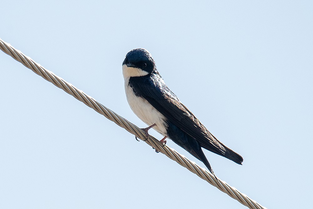 Blue-and-white Swallow - ML625011719