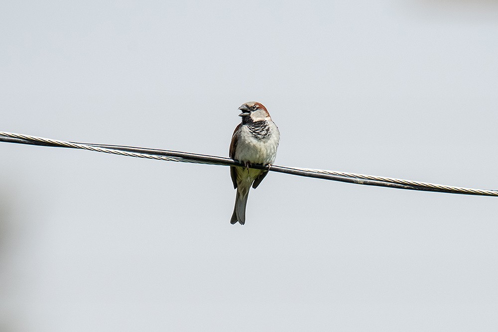 House Sparrow - ML625011735