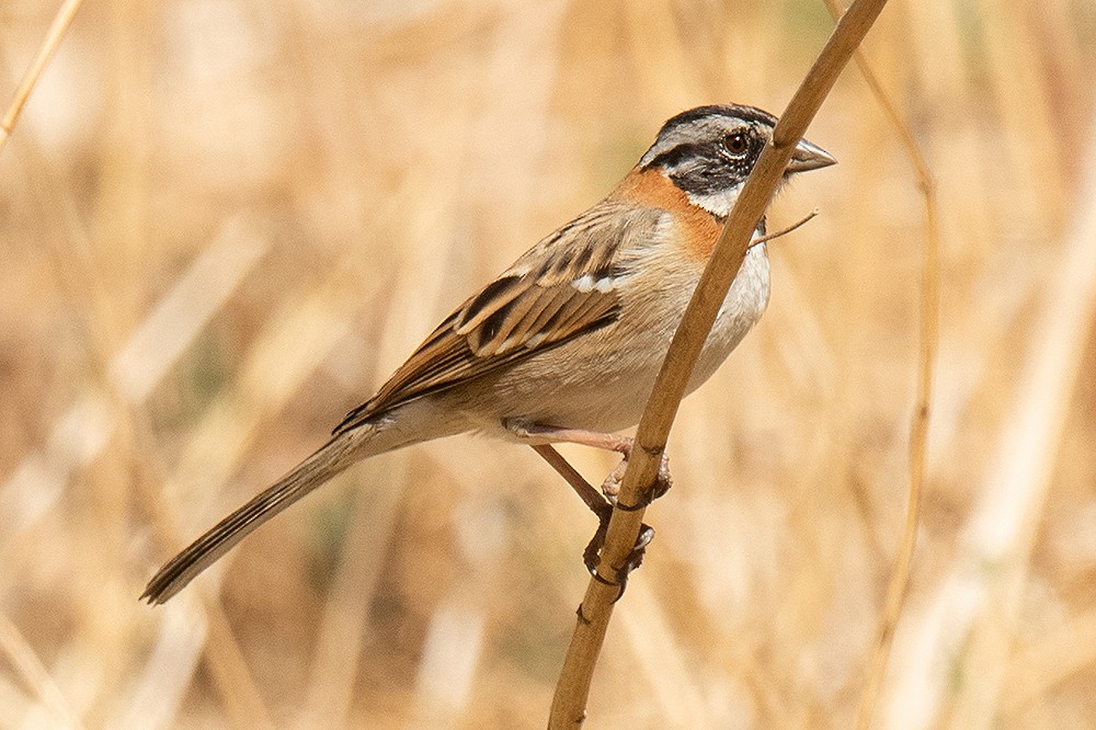 Rufous-collared Sparrow - ML625011784