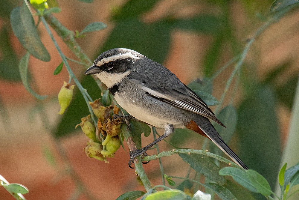 Ringed Warbling Finch - ML625011827