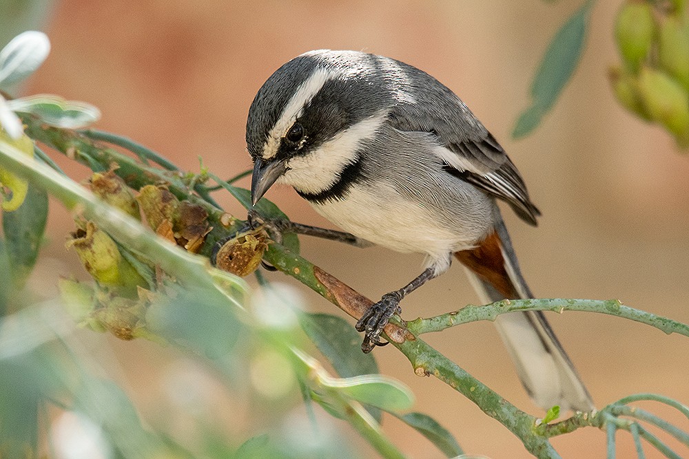 Ringed Warbling Finch - ML625011828