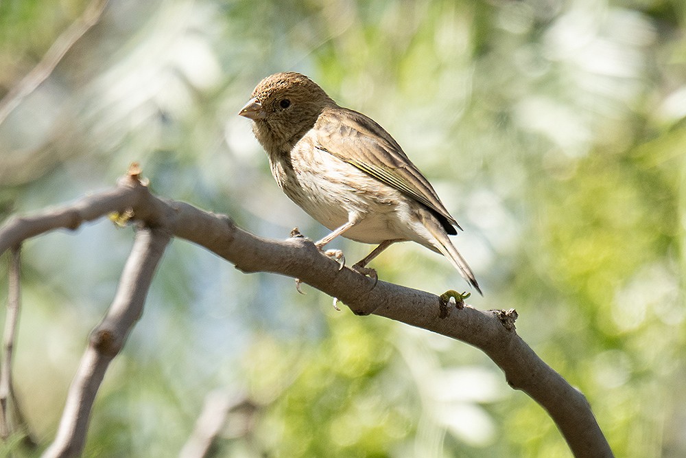 Saffron Finch - ML625011850