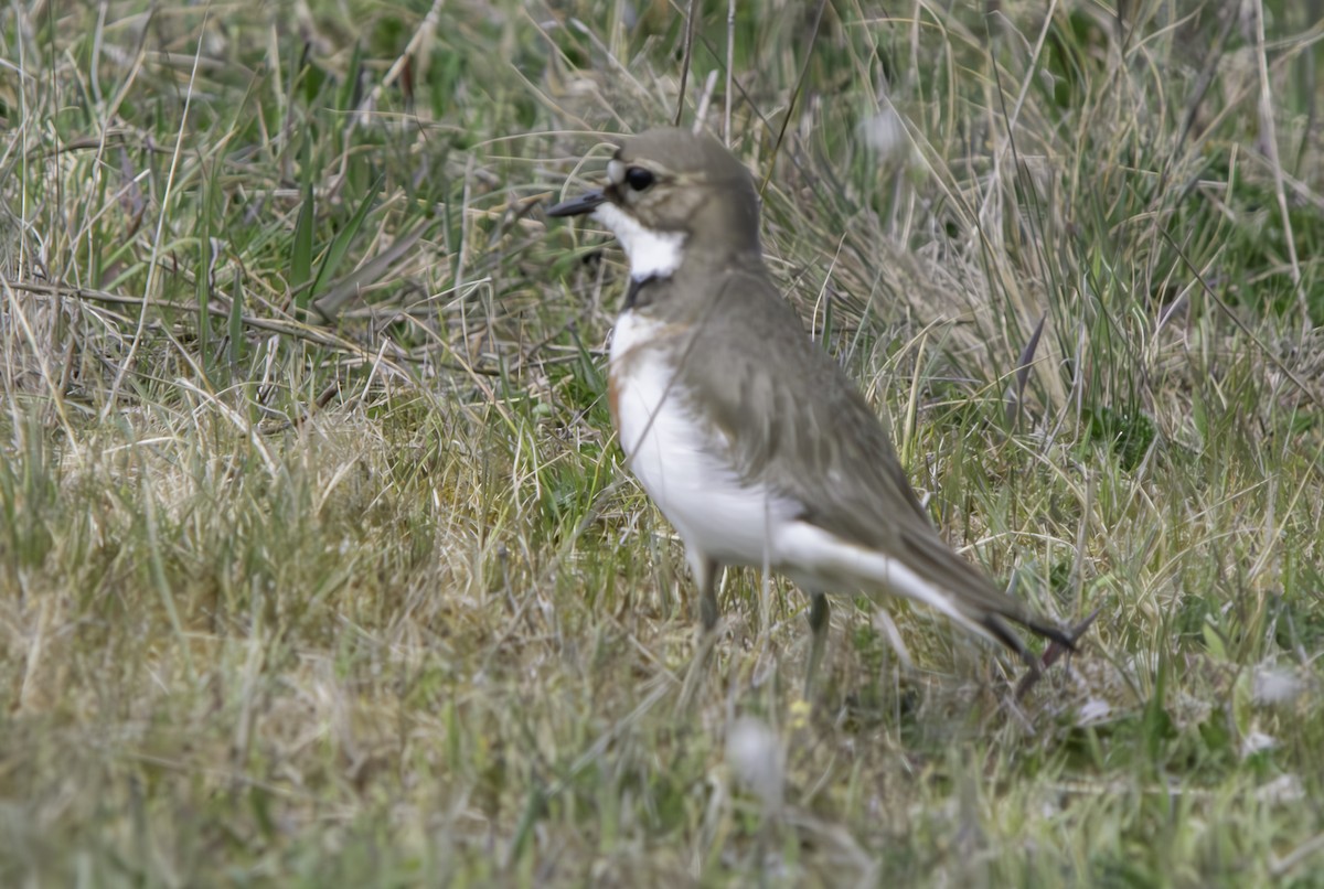 Double-banded Plover - Rebel Warren and David Parsons