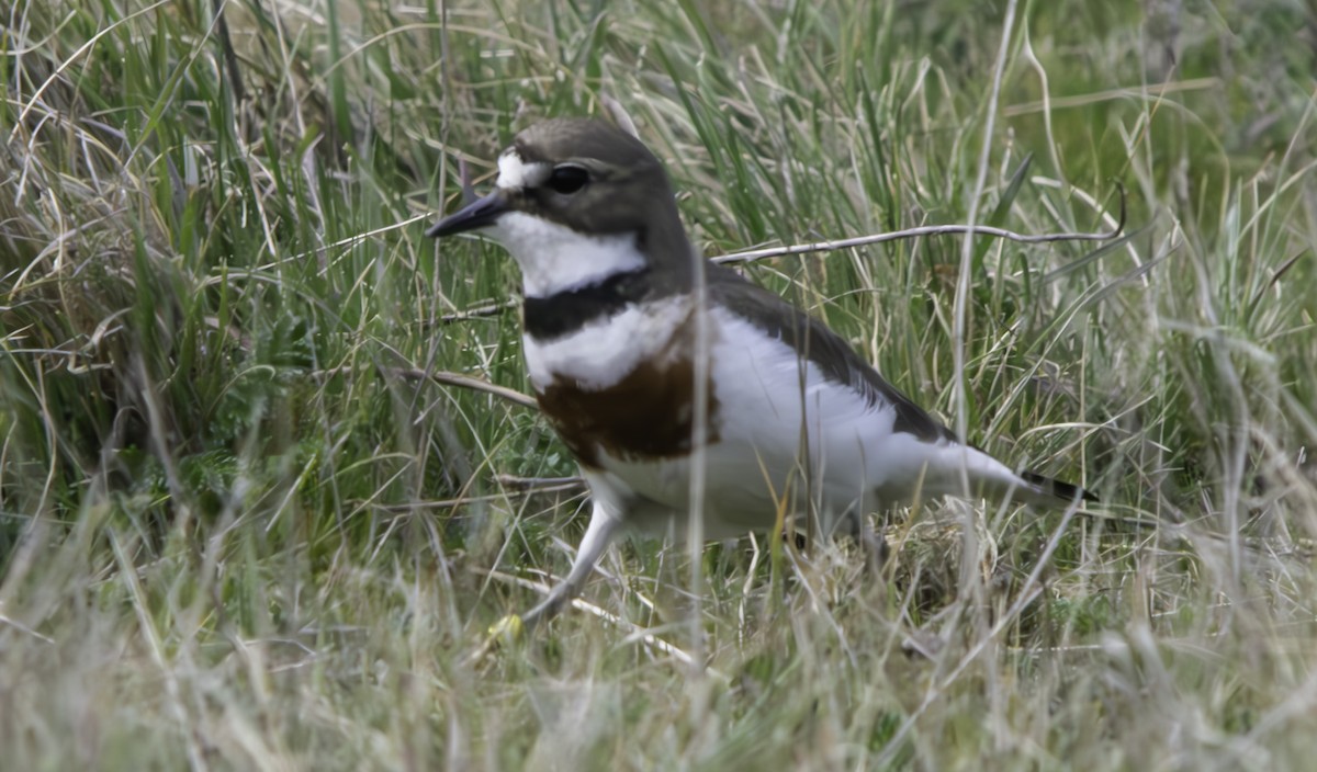 Double-banded Plover - ML625011873