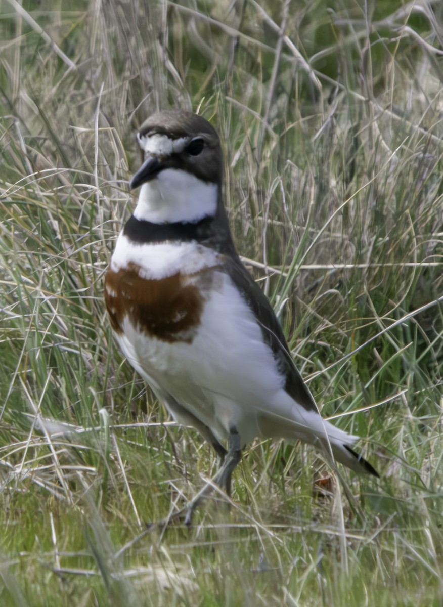 Double-banded Plover - ML625011874