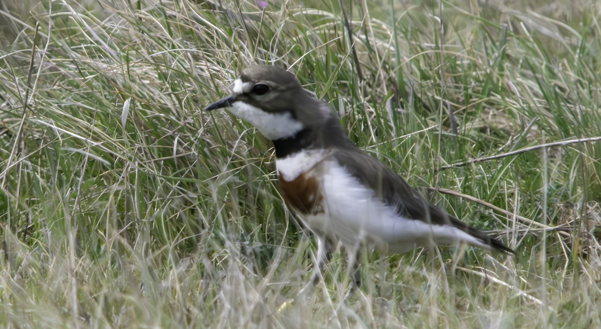 Double-banded Plover - ML625011875