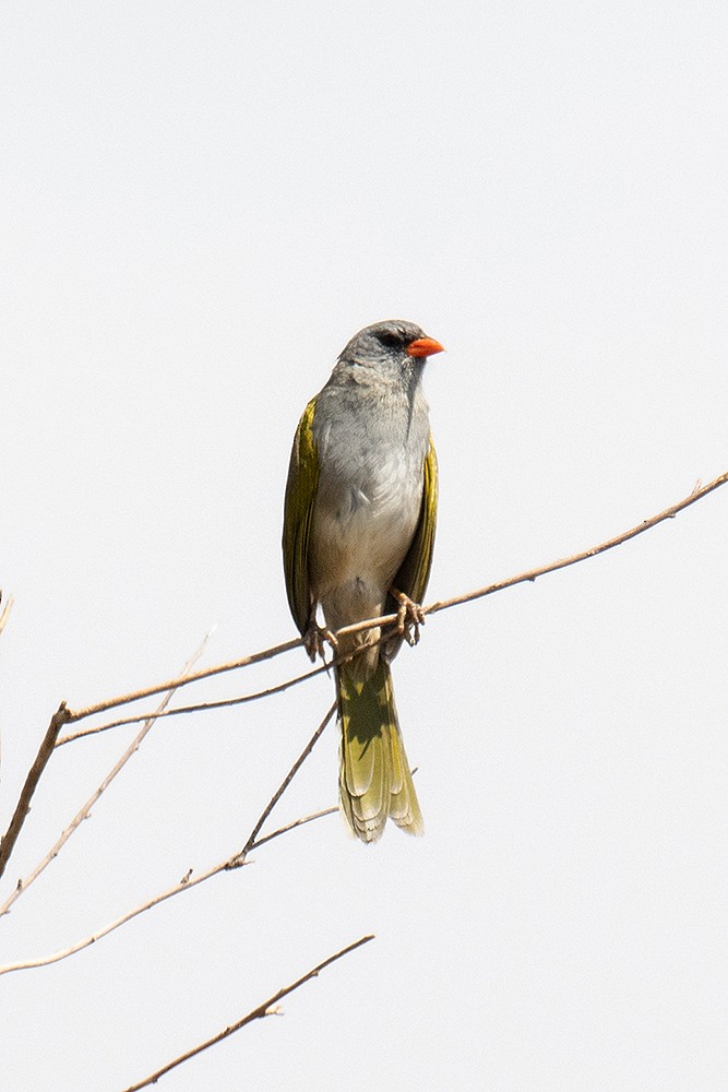 Great Pampa-Finch - ML625011876