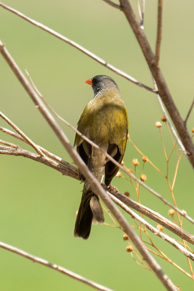 Great Pampa-Finch - ML625011877