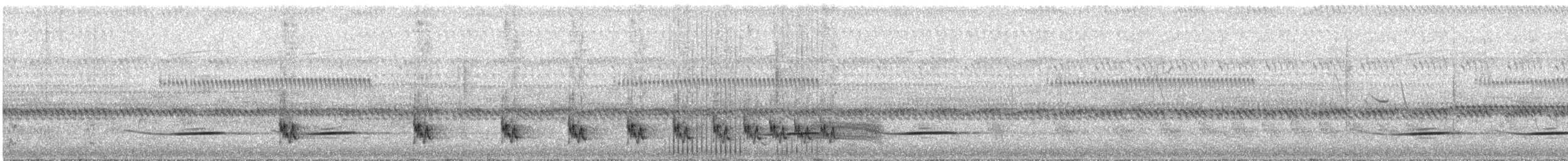 アフリカオウギセッカ - ML625011892