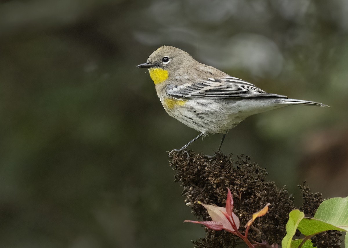 Yellow-rumped Warbler - ML625011965
