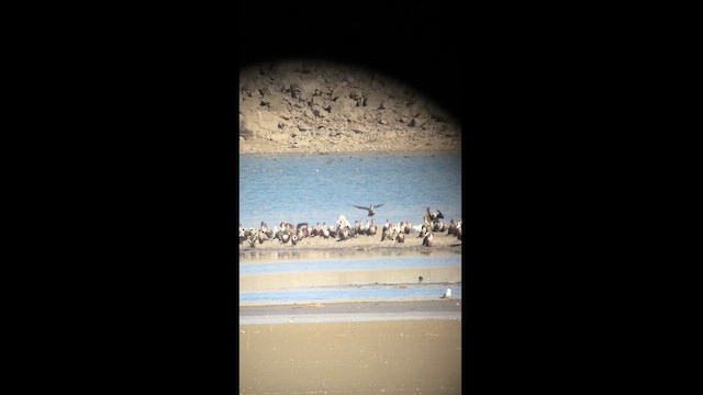 Double-crested Cormorant - ML625011968