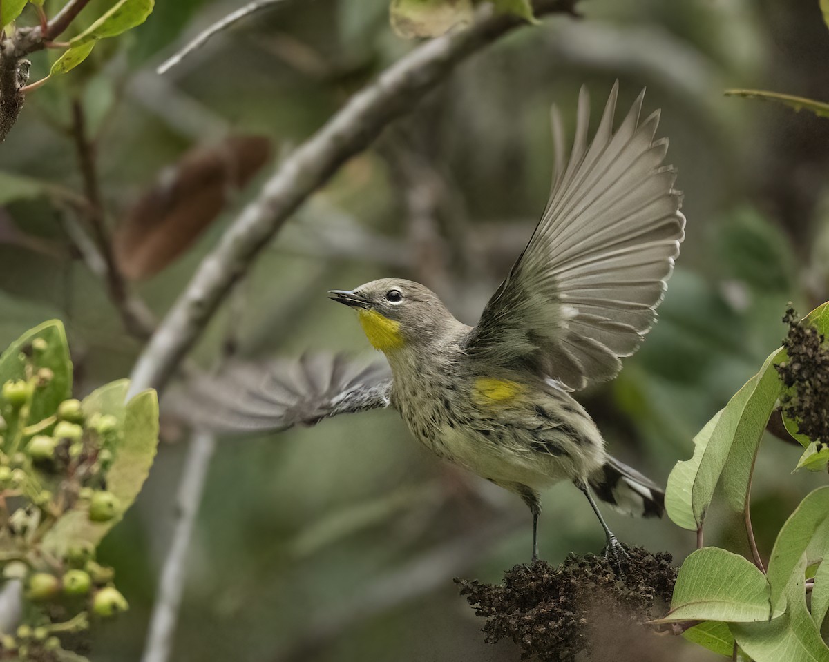 Yellow-rumped Warbler - ML625012039