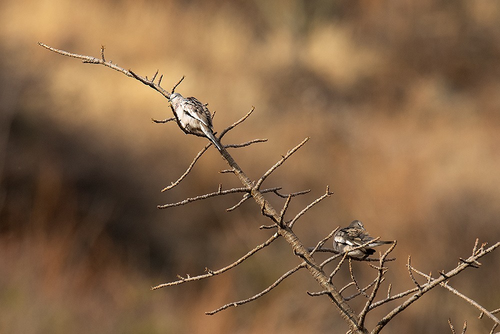 Picui Ground Dove - ML625012053