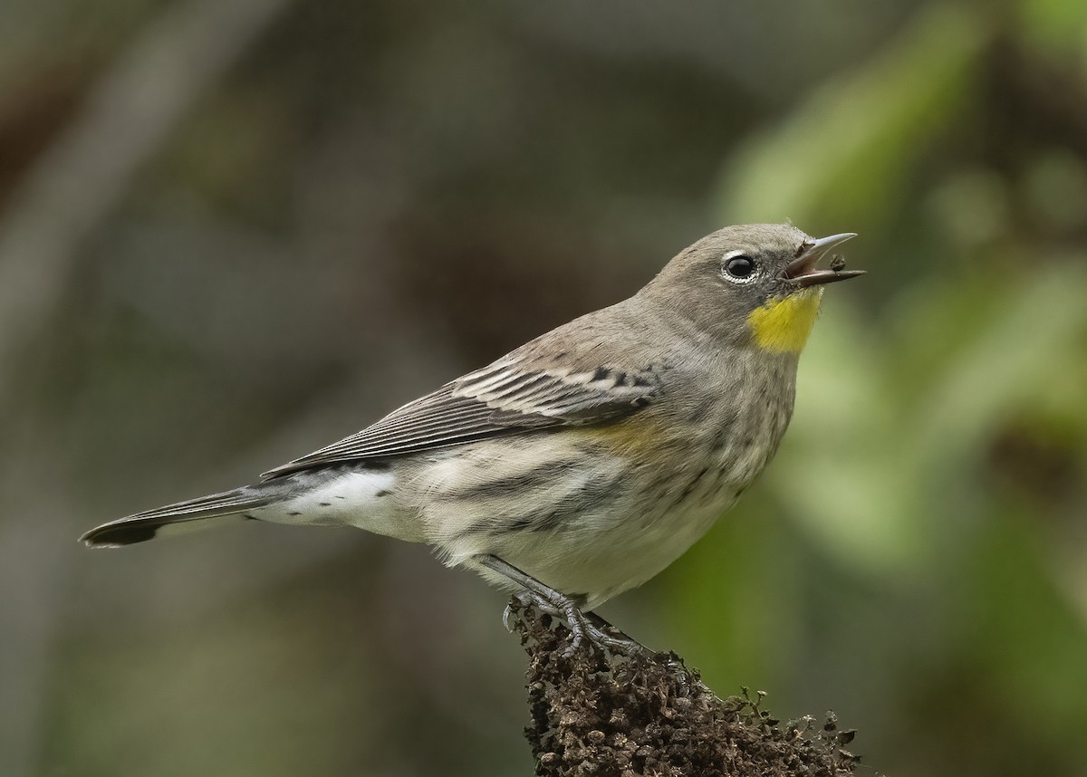 Yellow-rumped Warbler - ML625012058