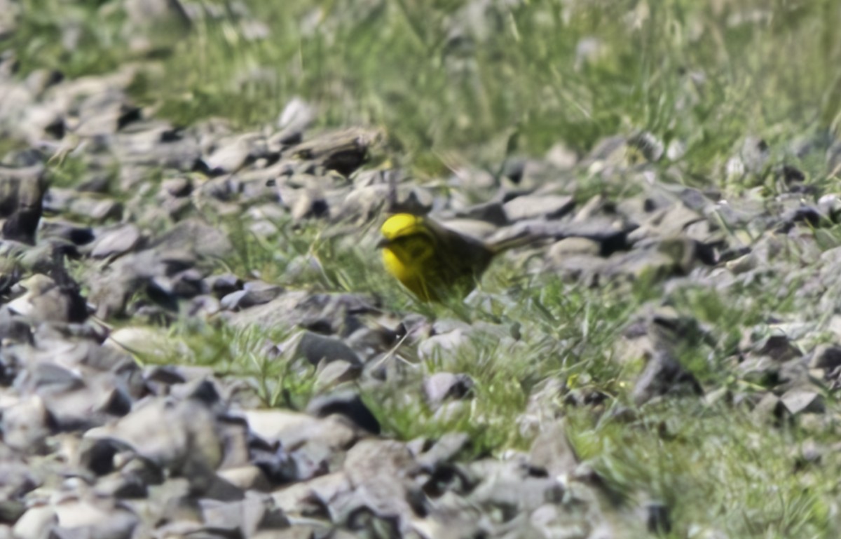 Yellowhammer - ML625012066