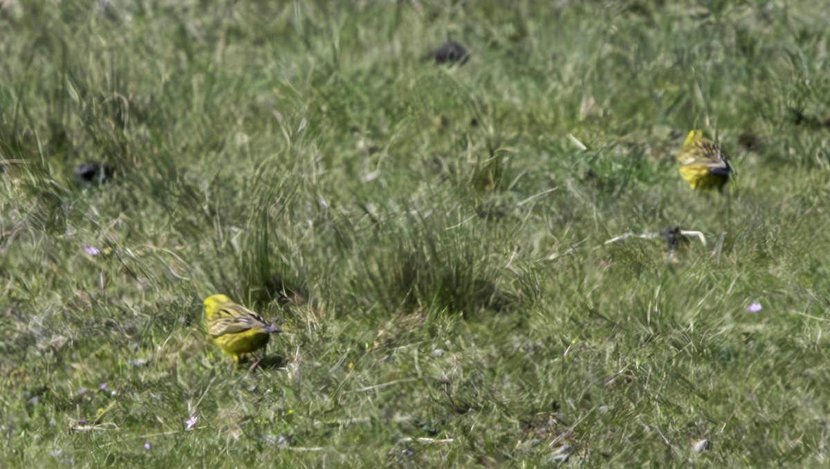 Yellowhammer - ML625012068