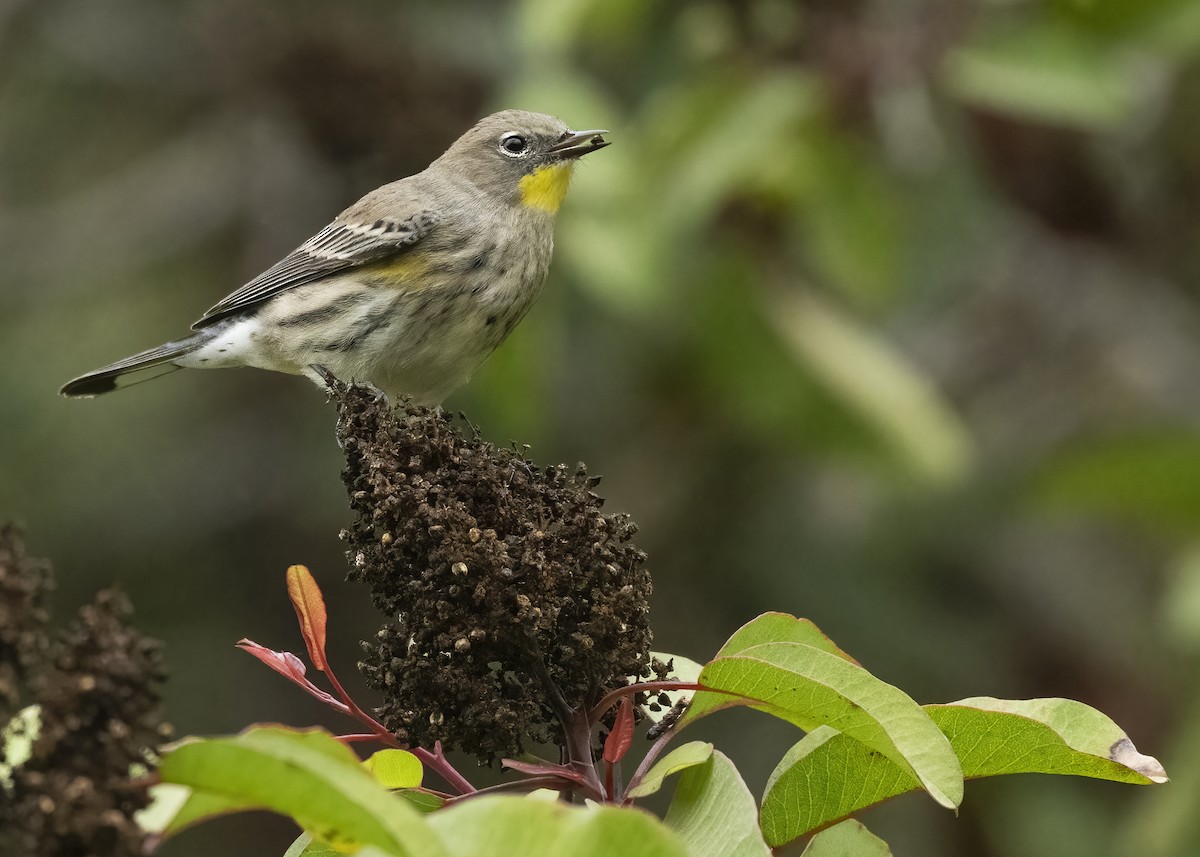 Yellow-rumped Warbler - ML625012087