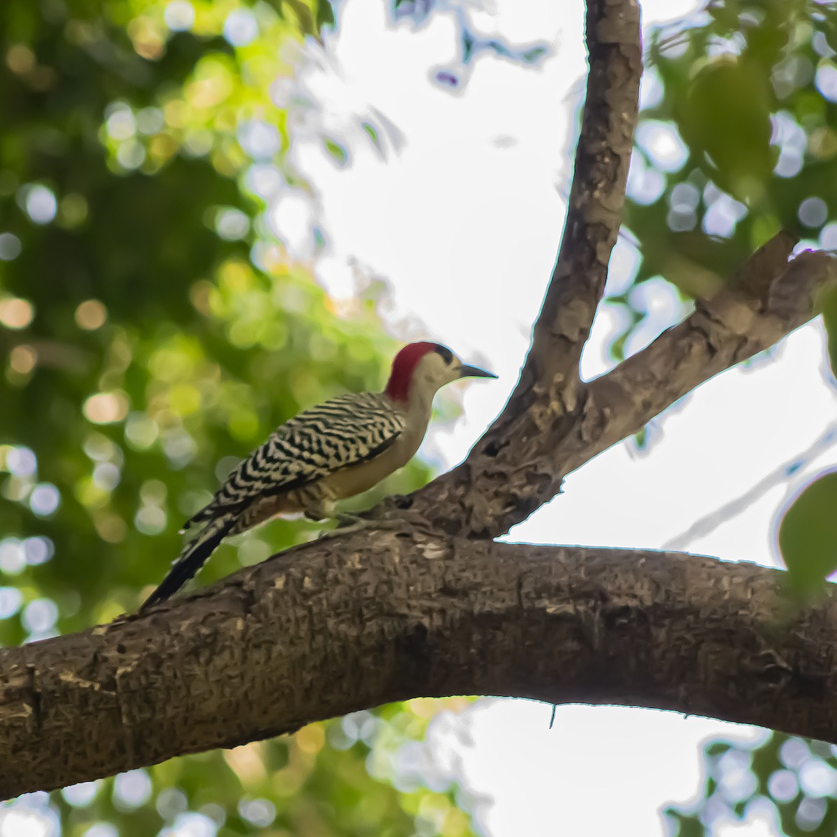 West Indian Woodpecker - ML625012172