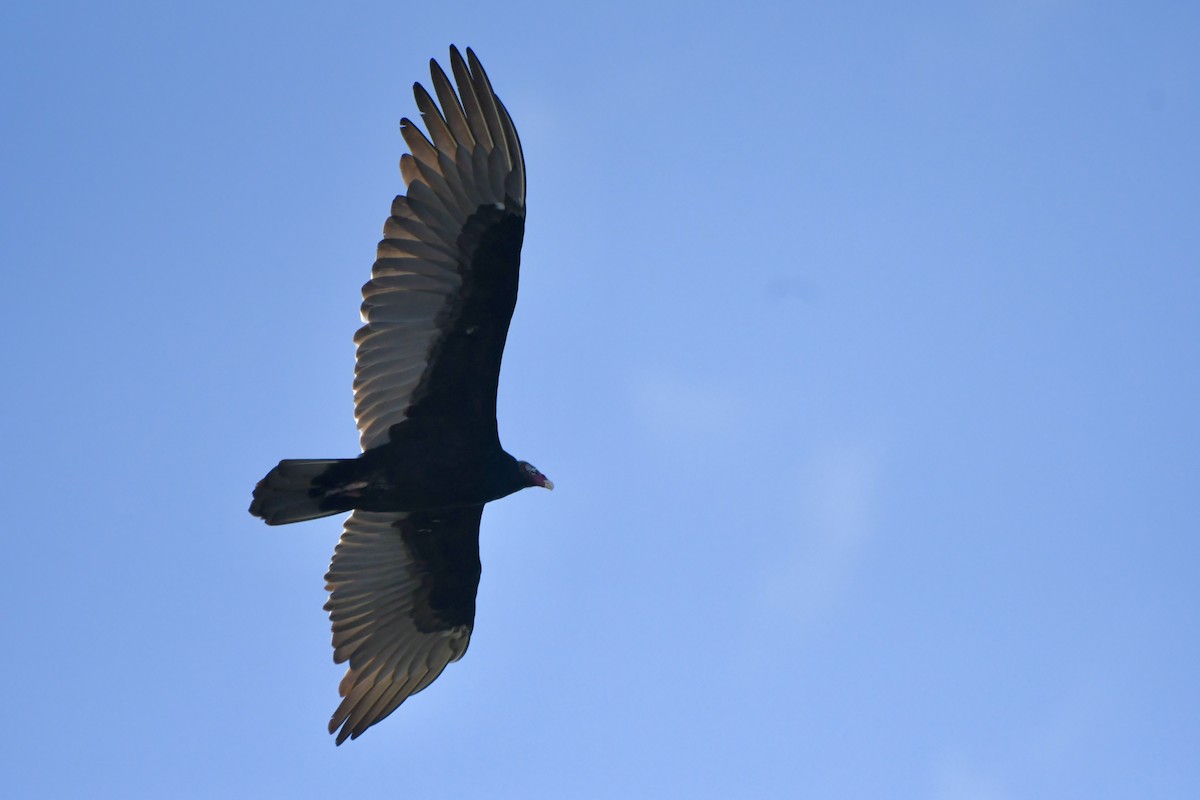 Turkey Vulture - ML625012228