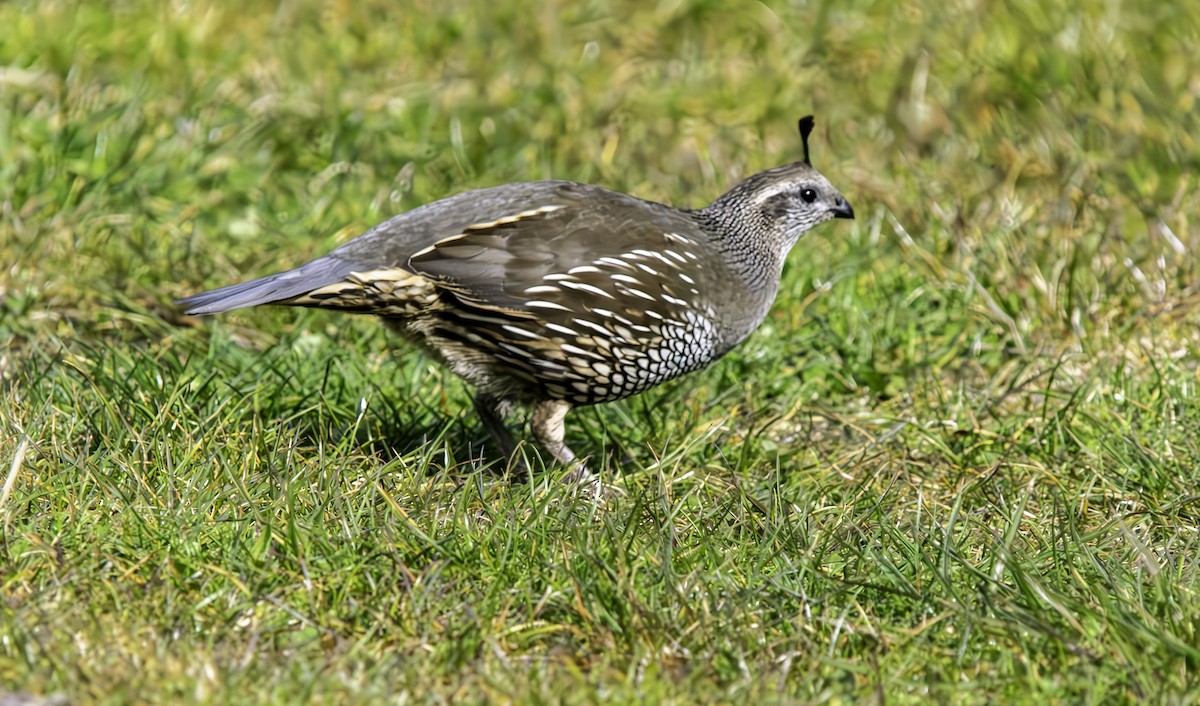 California Quail - ML625012238