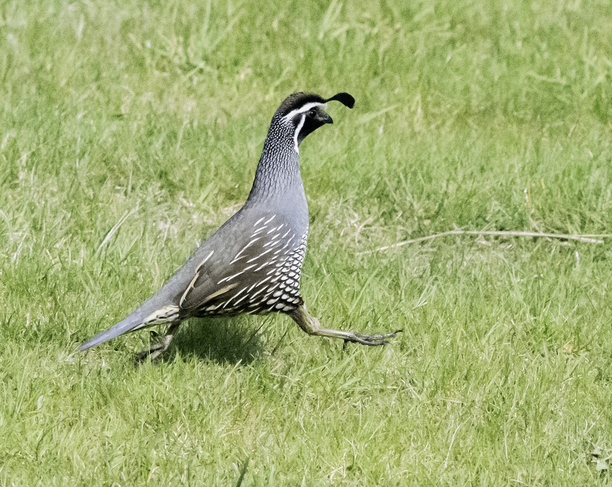 California Quail - ML625012239