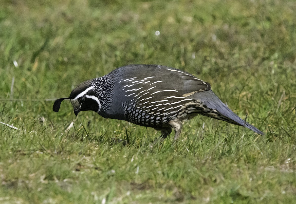 California Quail - ML625012240