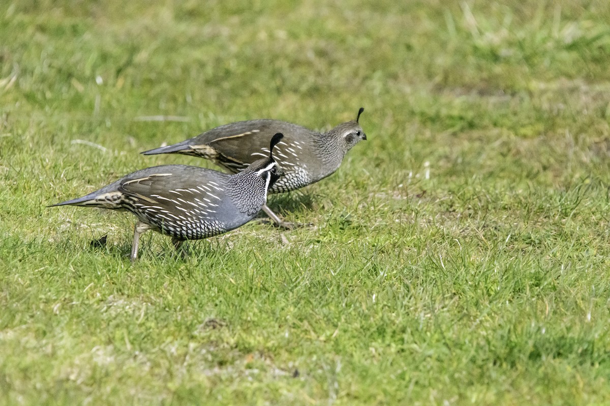 California Quail - ML625012243