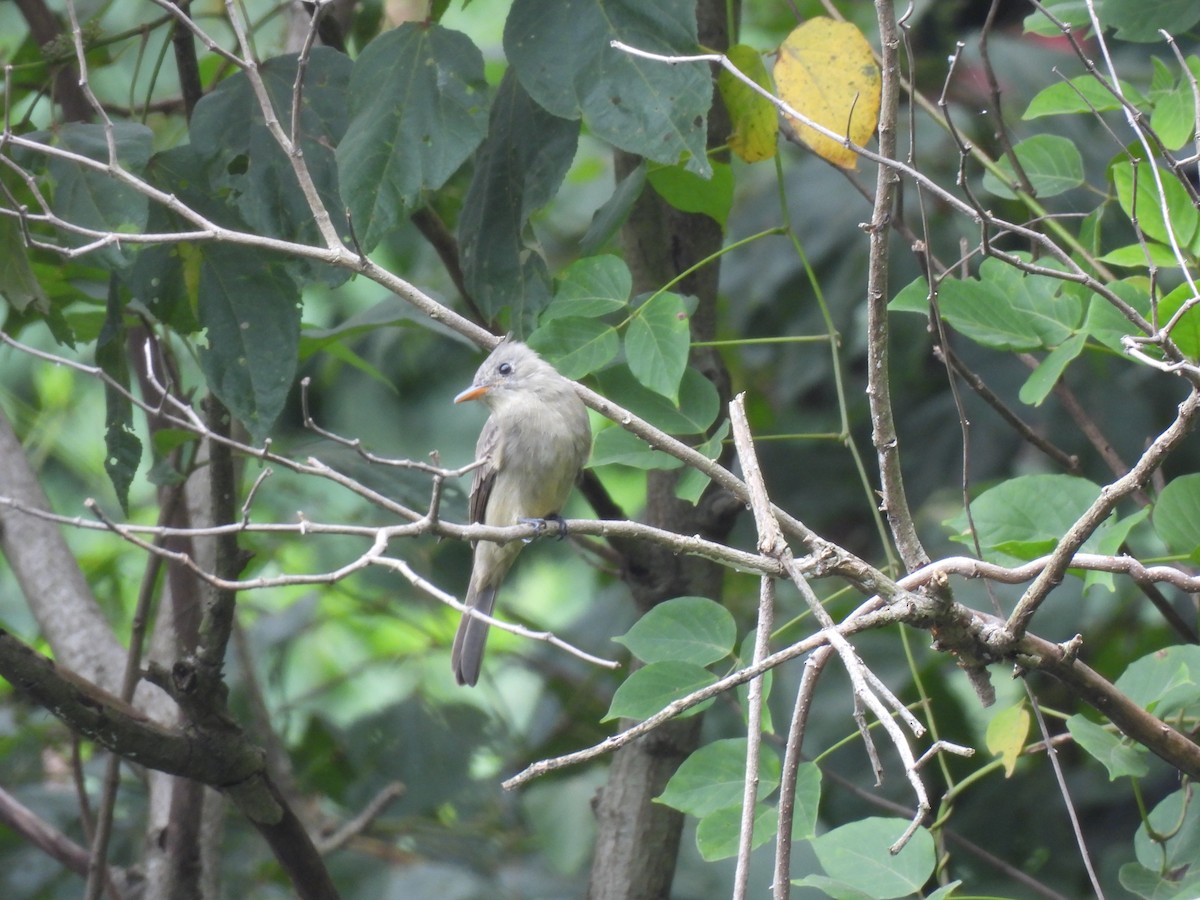 Greater Pewee - ML625012264